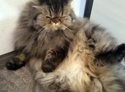 Объявлена очередная льготная стерилизация животных-компаньонов