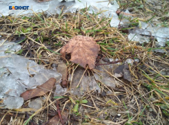 К вечеру пойдет дождь со снегом