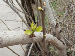 «Легкой походкой пришла к нам весна»: погода в Шахтах и приметы дня 