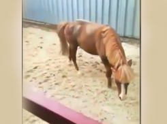 В каких условиях сейчас содержится избитый в Шахтах пони рассказал московский общественник