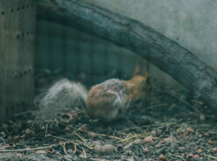 В Шахтинском парке погибают белки