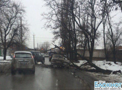 В Шахтах дерево упало на автомобиль