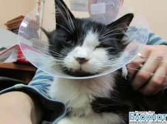 Коту из Шахт восстановили раздробленную челюсть московские ветеринары