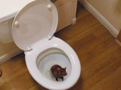 Неожиданная гостья, серая крыса, внезапно появилась в квартире в Шахтах