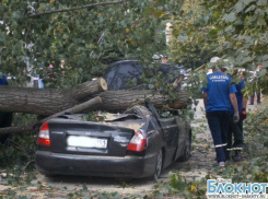 В городе Шахты тополь упал на автомобиль