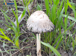 Теплый и пасмурный обещают шахтинцам вторник