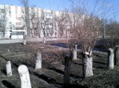 «39 из 69 вырубленных на проспекте Ленинского комсомола деревьев были уже старыми либо засохшими» - администрация Шахт