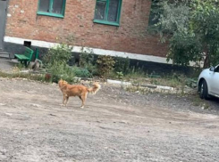 В Шахтах хозяйку собак оштрафуют после жалоб жителей на самовыгул
