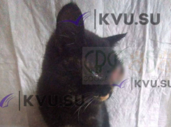 Волонтёры и ветеринары борются  за жизнь уличной кошки с тяжёлой травмой глаза