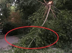 Шахтинцы жалуются на лежащие на улицах упавшие деревья и сломанные ветки