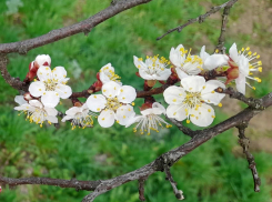 Дождя синоптики шахтинцам не обещают, но и солнце будет показываться редко