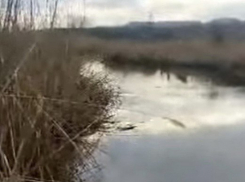 Расследование причин загрязнения реки Грушевка в Шахтах