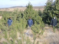 В Ростовской области поймали «черных» лесорубов