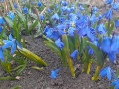 Первоцвет – символ надежды и веры: сохраним природу для будущих поколений