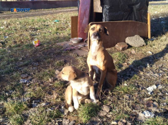 Шахтинцы могут помочь пережить бездомным животным зиму