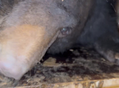 Гималайская медведица прилетела в парк «Малинки» из Владивостока