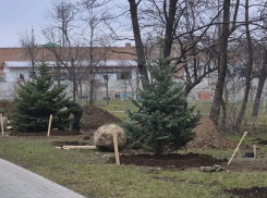 В городском парке города Шахты проводят посадку крупномеров