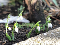 В Шахты приходит весна!