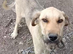 Волонтеры из Шахт показали собаку, спасенную в поселке Таловый