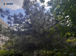 Похоже, лето пришло: еще теплее в Шахтах будет во вторник