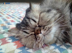 День обещает быть дождливым и пасмурным