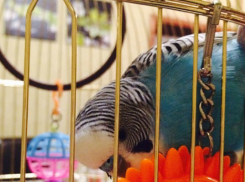 Шахтинка научила попугая болеть за российских футболистов