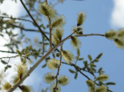 «Начинай пахать огород»: погода в Шахтах и примета дня