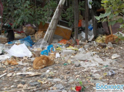 В Шахтах мусорными баками заведуют бродячие животные, но не городские службы