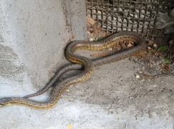 Змею изловили в подвале одного из многоквартирных домов в центре Шахт