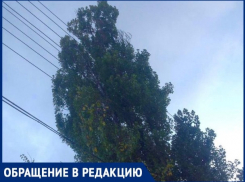 Шахтинцы боятся дерево-убийцу, которое качается на проводах
