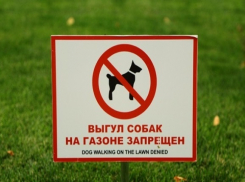  Нетайная жизнь домашних животных: шахтинцы не соблюдают правила выгула