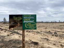 В парках и скверах высадят более тысячи деревьев и кустарников