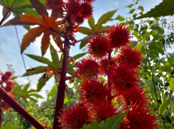 Утром в субботу посмотри на небо: лунный календарь для шахтинцев