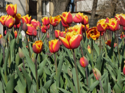 На «шахтинском Арбате» появился цветочный базар