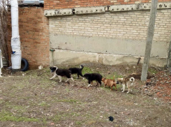 Стая бездомных собак пугает детей у детского сада в поселке 50 лет Октября в Шахтах