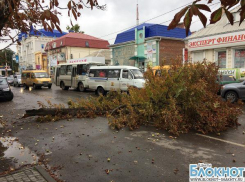 В центре города Шахты на проезжую часть рухнул каштан