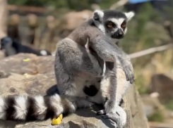 Кошачьи лемуры из Ленинградского зоопарка прибыли в парк «Малинки»