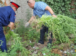 Казаки как могут борются с дикорастущей коноплей