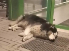 Волонтёры из Шахт спасают тяжело раненого хаски 