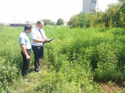 За нескошенную амброзию оштрафовали города Ростовской области, в их числе и Шахты