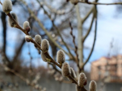 Кирилл Весноуказчик: погода в Шахтах и примета дня 