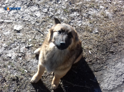 Простерилизовать и выпустить: власти пообещали отловить 500 безнадзорных собак