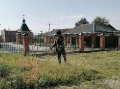 Амброзия процветает: власти обещают штрафовать жителей и руководителей предприятий за нарушение правил борьбы с карантинной растительностью