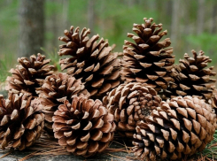 В Ростовской области собрано более 3 тысяч тонн шишек для восстановления лесов