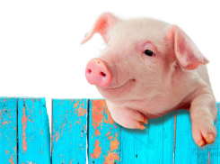 Названа причина подорожания свинины