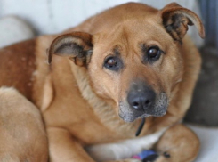 В Шахтах пройдет льготная стерилизация животных