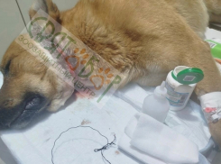 Волонтеры из Шахт спасли жизнь псу, которому перерезало горло проволокой