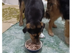 Волонтёры из Шахт спасают двух бездомных собак с серьезными травмами — маму и дочь