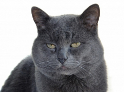 Намечается очередная акция по льготной стерилизации домашних питомцев