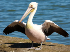 Замерзший пеликан с поврежденным крылом был привезен в «Малинки» под Шахтами